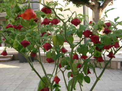 A variety of Sicilian Pepper.